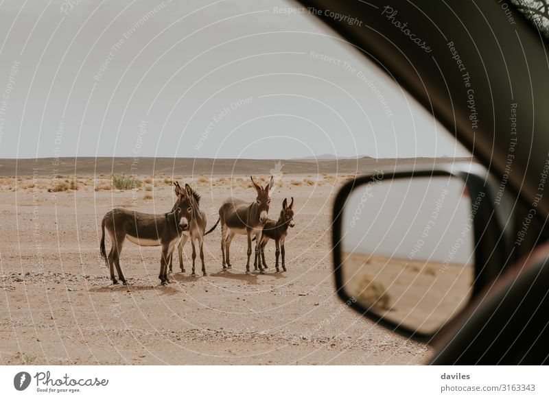 Wunderschöne Gruppe von Eseln in der Wüste. Ferien & Urlaub & Reisen Abenteuer Sommer Sonne Spiegel Familie & Verwandtschaft Menschengruppe Umwelt Natur