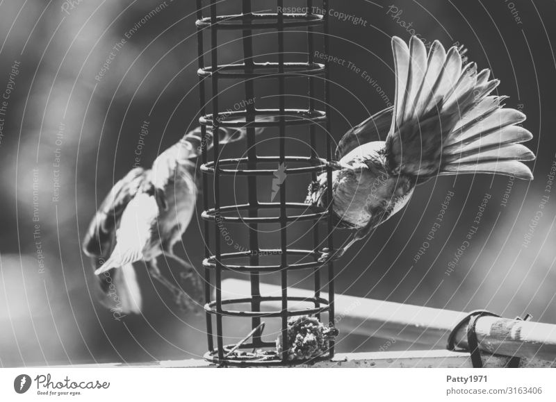 Spatzen an der Futterstelle Tier Wildtier Vogel 2 fliegen Fressen füttern Natur Schwarzweißfoto Außenaufnahme Nahaufnahme Menschenleer Textfreiraum links Tag