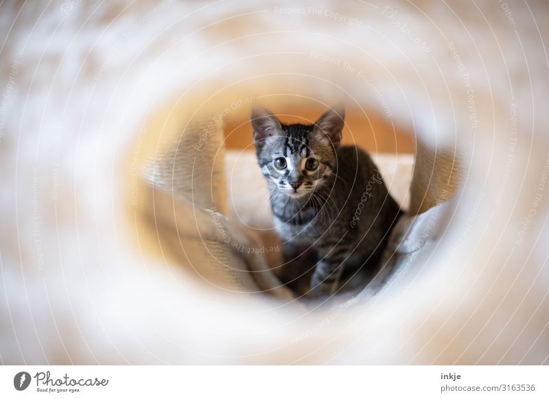 Emmy Haustier Katze Tiergesicht 1 Tierjunges Kratzbaum Blick authentisch niedlich unschuldig Durchblick Farbfoto Gedeckte Farben Innenaufnahme Nahaufnahme Tag