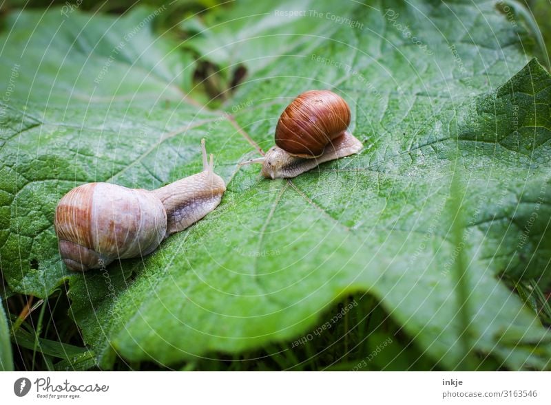 Weinbergschnecken Blatt Wildtier Schnecke 2 Tier Tierpaar authentisch natürlich Neugier krabbeln begegnen gegenüber ähnlich Farbfoto Außenaufnahme Nahaufnahme