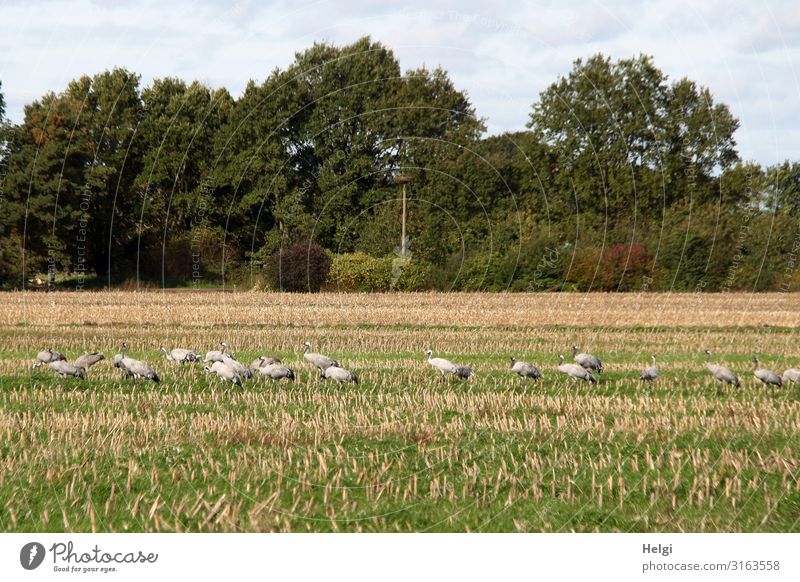 viele Kraniche suchen Futter auf einem abgeernteten Maisfeld Umwelt Natur Landschaft Pflanze Tier Himmel Wolken Herbst Baum Nutzpflanze Feld Wildtier Vogel