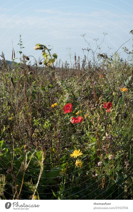 später Klatschmohn, Feld Ferien & Urlaub & Reisen Bauerngarten Landwirtschaft Forstwirtschaft Umwelt Natur Landschaft Himmel Sommer Herbst Klima Schönes Wetter