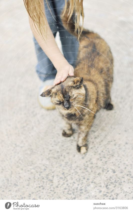 katze streicheln Kind Mädchen Katze Hauskatze Haustier Streicheln genießen Hand Fell gemütlich Liebe mögen Tierliebe Leben Lebensfreude Schnurren Schnurrhaar