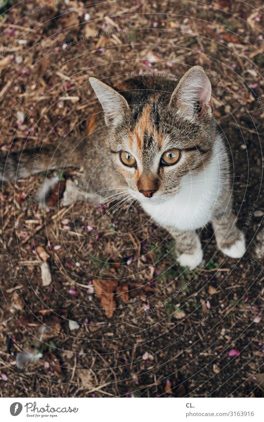 cat content für inkje Tier Katze Tiergesicht Fell Pfote 1 beobachten klein Neugier niedlich Tierliebe Farbfoto Außenaufnahme Menschenleer Textfreiraum unten Tag