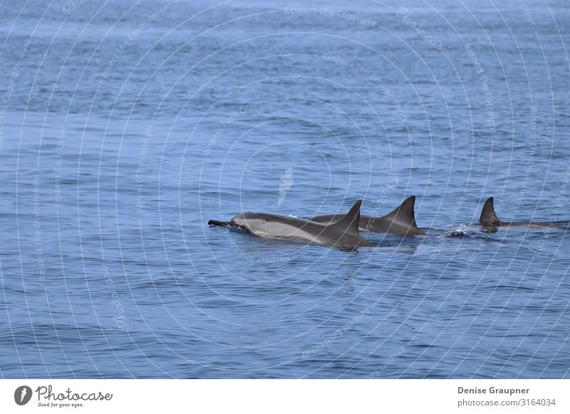 Dolphins swim together in the sea in Hawaii Leben Schwimmbad Sommer Umwelt Natur Landschaft Wasser Klima Klimawandel Schönes Wetter Meer Wildtier Fisch