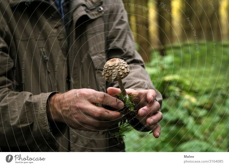 Der Mykologe demonstriert verschiedene Waldpilze. Herbst Nahaufnahme Pilz Makroaufnahme Mykobiont Natur Biologie Mütze Holz gefährlich natürlich Gift frisch