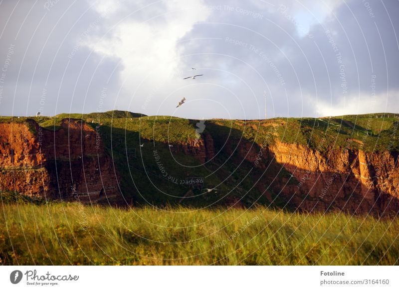 Roter Felsen Helgoland Umwelt Natur Landschaft Pflanze Urelemente Erde Schönes Wetter Gras Wiese Tier Wildtier Vogel frei natürlich braun grün Möwenvögel