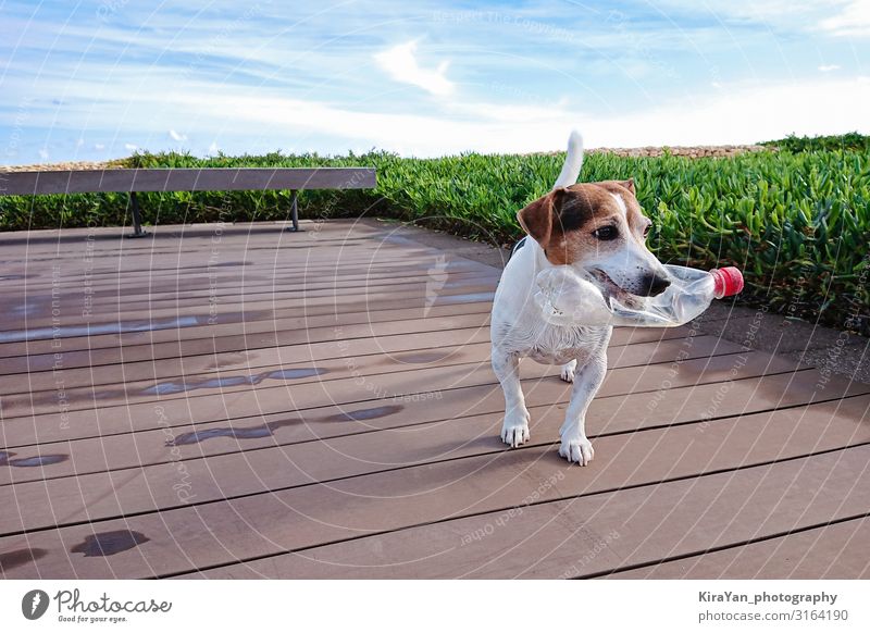 Süßer Hund hält Plastikflasche fest Flasche Jagd Sommer Freundschaft Umwelt Natur Erde Strand Haustier Paket Kunststoffverpackung Spielen Freundlichkeit lustig