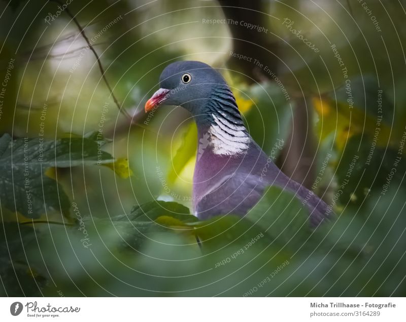 Ringeltaube versteckt im Baum Natur Tier Sonne Sonnenlicht Schönes Wetter Blatt Zweige u. Äste Wildtier Vogel Taube Tiergesicht Flügel Kopf Schnabel Auge Feder