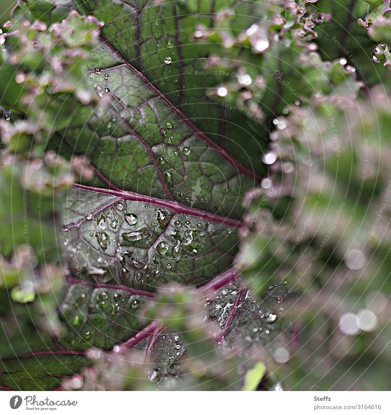 Grünkohlblatt nach dem Regen Gartengemüse Gemüse Kohl Krauskohl gesund Blattkohl anders Nutzpflanze heimisch heimische Pflanze vitaminreich Sommerregen