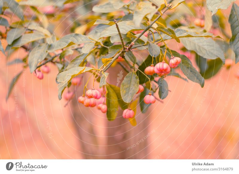 Pfaffenhütchen (Euonymus europaeus) Wellness Natur Landschaft Pflanze Herbst Baum Sträucher Blatt Blüte Wildpflanze Garten Park Feld Wald Blühend Wachstum