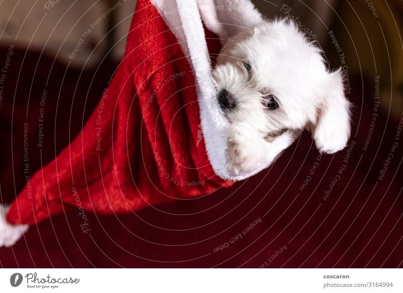 Maltesischer Welpe in einem Weihnachtshut zu Weihnachten Gesicht Winter Haus Wohnzimmer Feste & Feiern Weihnachten & Advent Silvester u. Neujahr Baby Tier Anzug