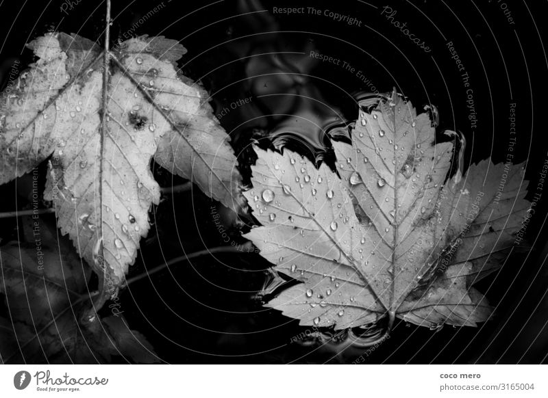 Blätter Natur Wasser Wassertropfen Herbst Blatt beobachten ruhig Erholung Schwarzweißfoto Außenaufnahme Nahaufnahme Tag Reflexion & Spiegelung