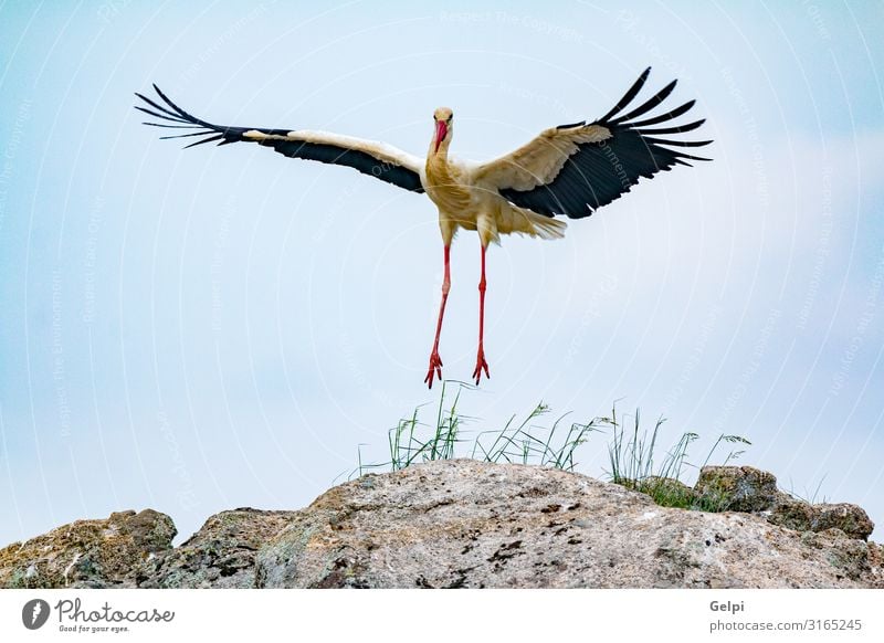 Eleganter Weißstorch elegant schön Freiheit Erwachsene Natur Tier Wind Blume Gras Vogel fliegen lang wild grün rot schwarz weiß Farbe Zusammenhalt Storch