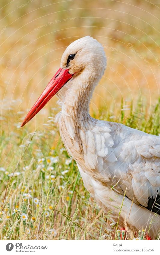 Eleganter Weißstorch elegant schön Freiheit Erwachsene Natur Tier Wind Blume Gras Vogel lang wild grün rot schwarz weiß Farbe Zusammenhalt Storch Schnabel