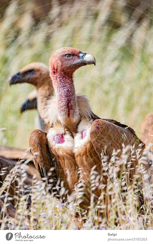 Geier in der Natur zwischen hohem Gras Gesicht Zoo Tier Vogel alt stehen groß natürlich stark wild blau braun schwarz weiß Tierwelt Team Aasfresser Schnabel