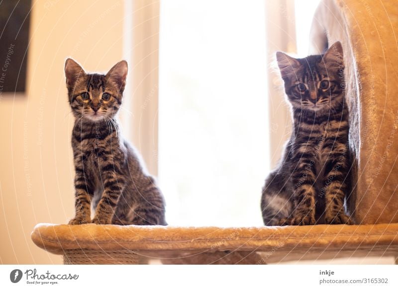 Emmy und Smilla Haustier Katze 2 Tier Tierpaar Tierjunges Blick authentisch hoch klein Neugier niedlich Kratzbaum Rassekatze Savannah Farbfoto Gedeckte Farben