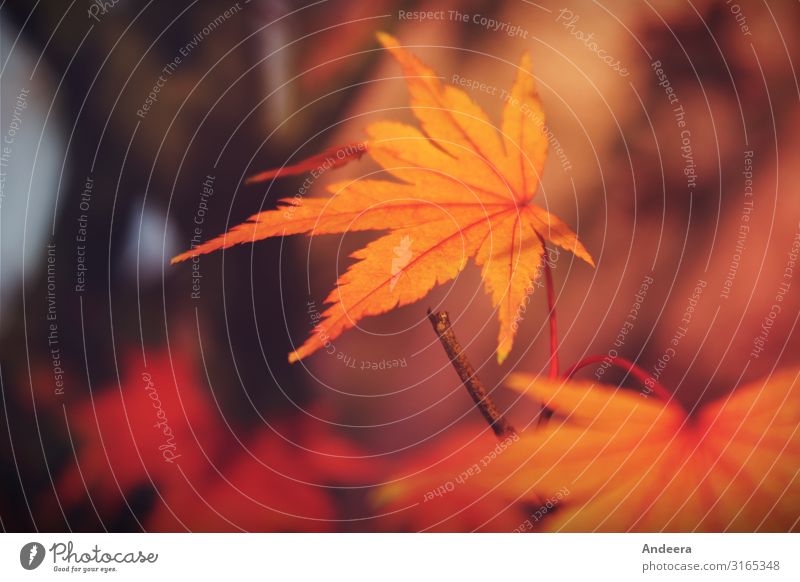 Leuchtendes Herbstblatt in Orange vor dunklem Hintergrund ruhig Natur Pflanze Baum Blatt Park Wald Holz einfach nachhaltig natürlich braun gelb orange rot