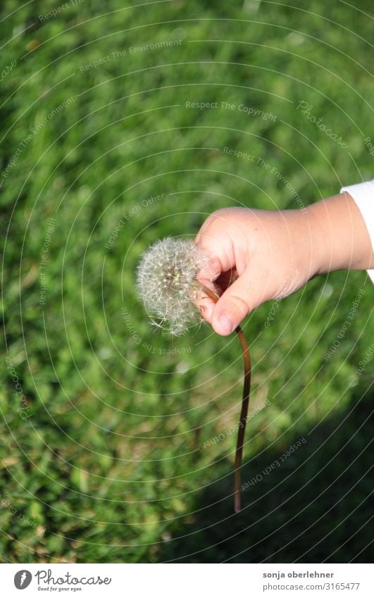 Kleinkind pflückt Pusteblume Hand Finger 1 Mensch Natur Pflanze Sommer Herbst Schönes Wetter Blume Gras Blüte Löwenzahn Garten Wiese berühren Blühend festhalten