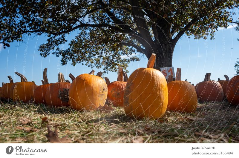 Kürbisse auf einem Feld. Herbst Brühe fallen Halloween