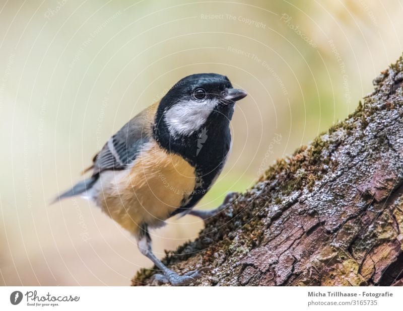 Kohlmeise am Baumstamm Natur Tier Sonne Sonnenlicht Schönes Wetter Wildtier Vogel Tiergesicht Flügel Krallen Meisen Kopf Schnabel Auge Feder gefiedert 1