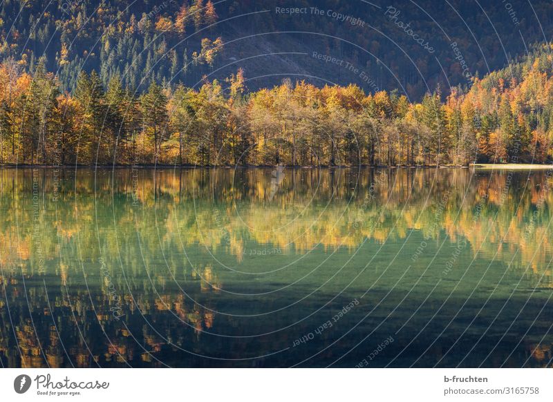 Herbstspiegelung harmonisch ruhig Ferien & Urlaub & Reisen Berge u. Gebirge wandern Natur Baum Park Wald Alpen Seeufer elegant Idylle Religion & Glaube