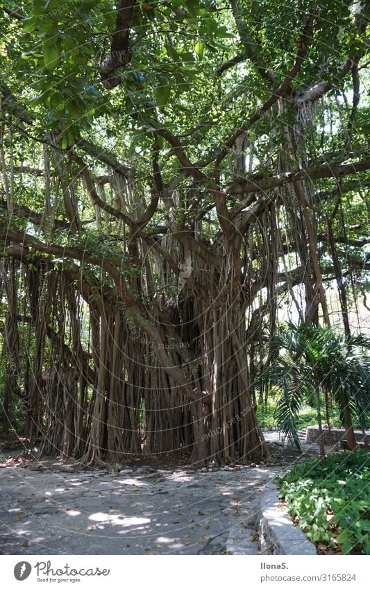 Banyanbaum Ferien & Urlaub & Reisen Ausflug Abenteuer Ferne Sightseeing Städtereise Umwelt Natur Landschaft Pflanze Tier Baum Blatt Grünpflanze Park Urwald Holz