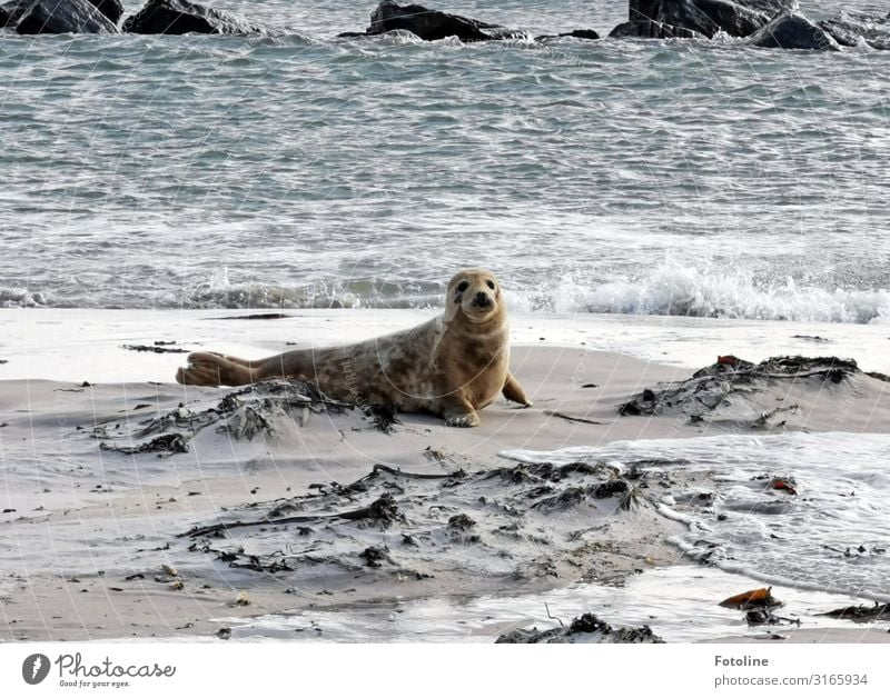 Helgolands next Topmodel Umwelt Natur Tier Urelemente Erde Sand Wasser Wellen Küste Strand Nordsee Meer Insel Wildtier Fell 1 frei hell nah nass natürlich grau