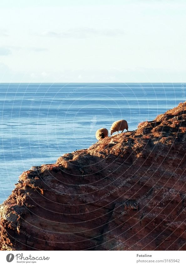 Heidschnucken II Umwelt Natur Landschaft Urelemente Erde Wasser Himmel Wolkenloser Himmel Schönes Wetter Felsen Berge u. Gebirge Wellen Küste Nordsee Meer Tier