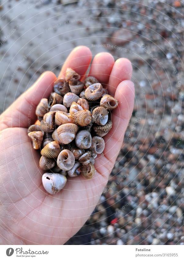 Friesenknöpfe Mensch feminin Haut Hand Finger Umwelt Natur Tier Urelemente Erde Sand Küste Strand Nordsee Insel Wildtier Schnecke hell klein natürlich braun