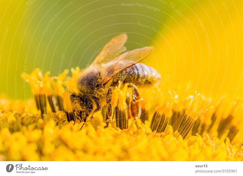 Honey bee covered with yellow pollen collecting sunflower nectar Sommer Umwelt Natur Klima Klimawandel Pflanze Garten Wiese Feld Tier Nutztier Biene 1 gelb