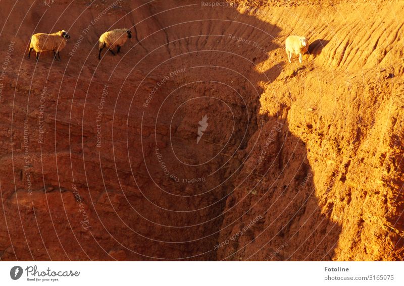 Heidschnucken Umwelt Natur Urelemente Erde Felsen Tier Nutztier 3 frei hell natürlich sportlich Wärme braun Helgoland Klettern Geschicklichkeit Farbfoto