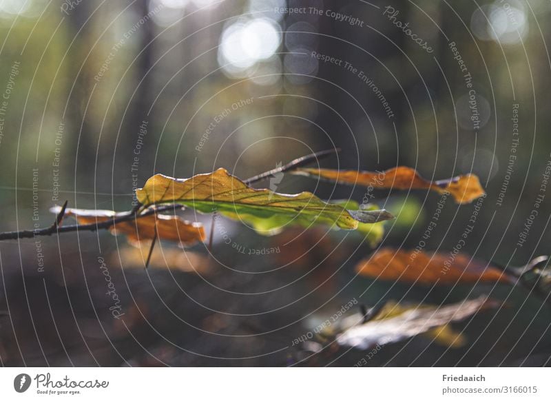 bunter Herbst Natur Baum Blatt Wald atmen Bewegung Erholung Lebensfreude ruhig Energie Freiheit Frieden Idylle Klima Kraft Farbfoto mehrfarbig Außenaufnahme