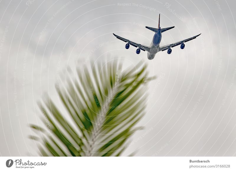 Südwärts Ferien & Urlaub & Reisen Tourismus Ferne Sommerurlaub Himmel Klima Klimawandel Pflanze Blatt Grünpflanze Palmenwedel Luftverkehr Flugzeug fliegen grün