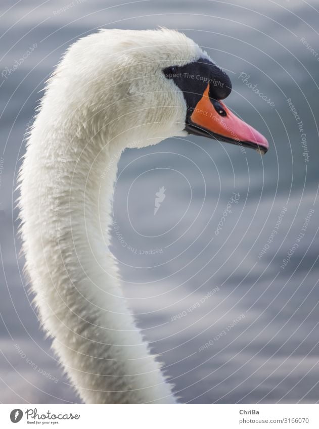 Aufgeplusterter Schwan Zufriedenheit Sinnesorgane Meditation Ausflug Freiheit Wellen Umwelt Natur Tier Wasser Wassertropfen Herbst Küste Seeufer Flussufer Teich