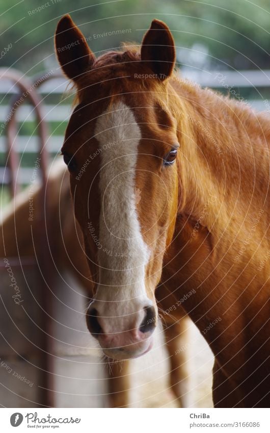 Fuchsstute mit breiter Blesse Lifestyle Freude Freizeit & Hobby Reiten Reitsport Stall Offenstall Tier Haustier Pferd Reitstall Pferdekopf Equestrian 1