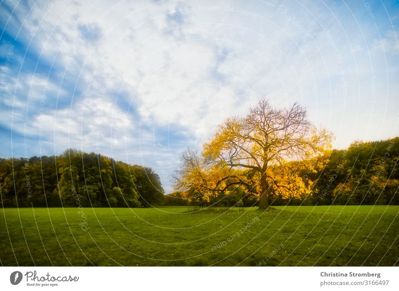 Herbststimmung Umwelt Natur Landschaft Pflanze Himmel Schönes Wetter Baum Park blau gelb grün Optimismus Kraft Geborgenheit Lebensfreude Herbstlaub herbstlich