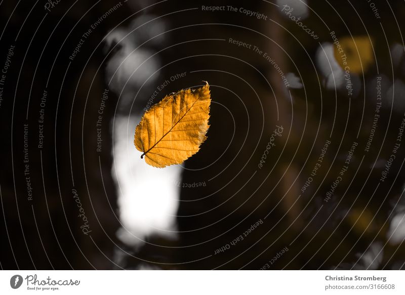 Von der Leichtigkeit eines Blattes Umwelt Natur Pflanze Luft Herbst Park Wald fallen frei braun gelb Vorsicht Gelassenheit ruhig Optimismus leicht Herbstlaub