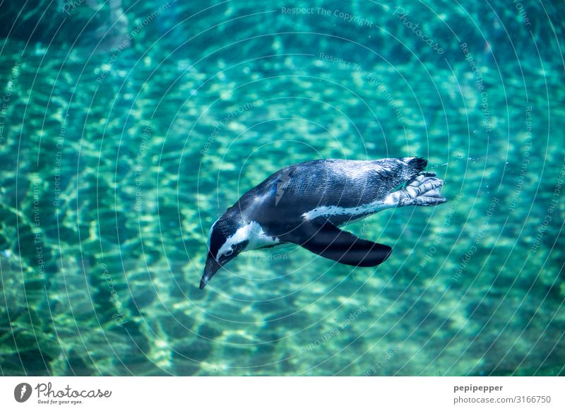 Humboldt-Pinguin Zoo Wasser Tier Wildtier Aquarium 1 Schwimmen & Baden tauchen grün türkis Farbfoto Außenaufnahme Tierporträt Ganzkörperaufnahme