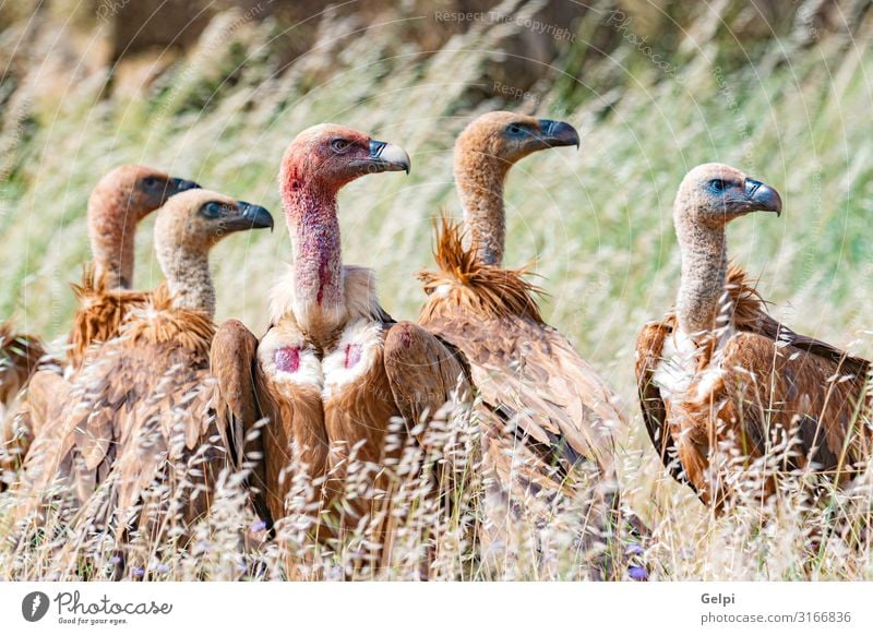 Geier in der Natur zwischen hohem Gras Gesicht Zoo Tier Vogel alt stehen groß natürlich stark wild blau braun schwarz weiß Tierwelt Team Aasfresser Schnabel