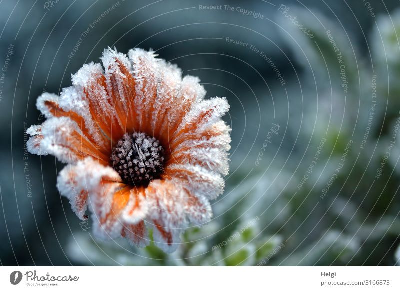 mit Eiskristallen besetzte orangefarbige Blüte im Herbst Umwelt Natur Pflanze Frost Blume Park Blühend frieren glänzend authentisch außergewöhnlich schön