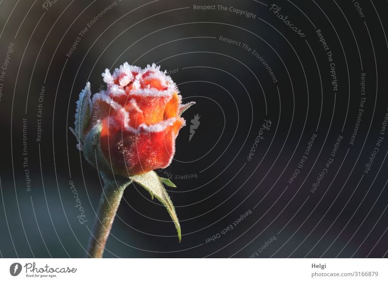 fast geschlossene Rosenblüte im Herbst, mit Eiskristallen besetzt vor dunklem Hintergrund Umwelt Natur Pflanze Frost Blume Blüte Park Blühend frieren glänzend