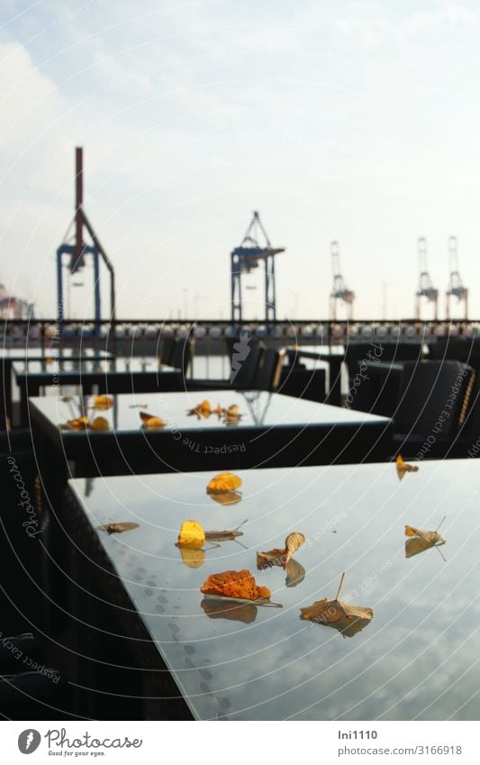 Övelgönne | UT Hamburg Landschaft Herbst Schönes Wetter Blatt Flussufer Strand Hafenstadt Glas blau gelb grau schwarz weiß Elbstrand Restaurant Biergarten