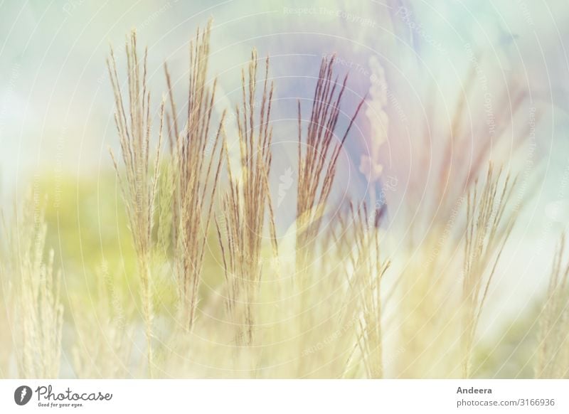 Gräser vor hellblauem Himmel mit Pastelltönen und Unschärfe Umwelt Natur Pflanze Luft Sommer Klima Wetter Gras Wildpflanze Garten Park Wiese Feld träumen