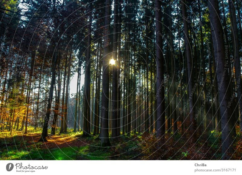 Abendlicht im Herbstwald Leben Wohlgefühl Freizeit & Hobby Jagd Tourismus Ausflug Abenteuer wandern Joggen Umwelt Natur Landschaft Pflanze Urelemente Sonne