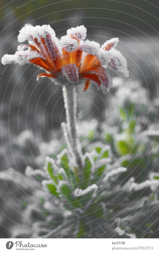 letzter Schmuck Natur Landschaft Pflanze Herbst Schönes Wetter Blume Blatt Blüte Garten kalt grau grün orange weiß Raureif Frost leuchten Friedhof Verhext