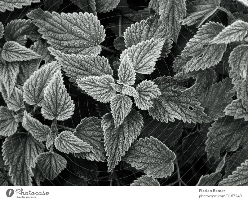 Frost Umwelt Natur Pflanze Herbst Winter Eis Blatt Grünpflanze ästhetisch elegant kalt schwarz weiß Gelassenheit geduldig ruhig einzigartig Kreativität Kunst