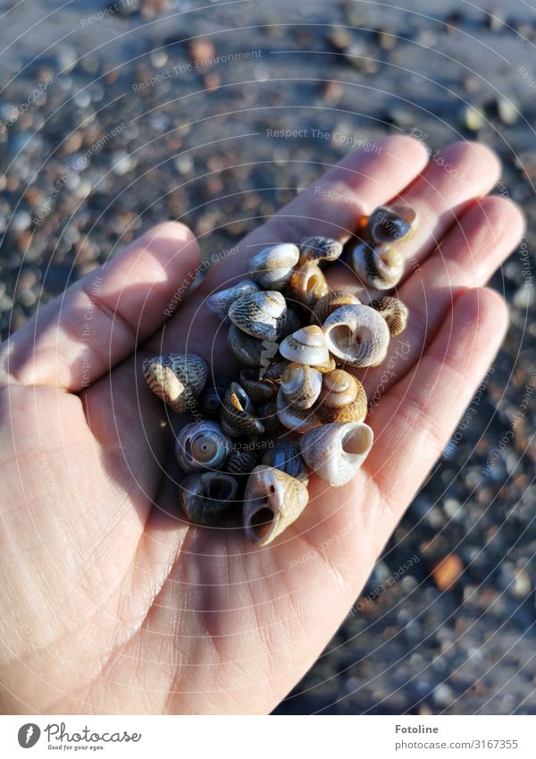 Friesenknöpfe II Mensch feminin Frau Erwachsene Haut Hand Finger 1 Umwelt Natur Tier Urelemente Erde Sand Schönes Wetter Küste Strand Nordsee Wildtier Schnecke