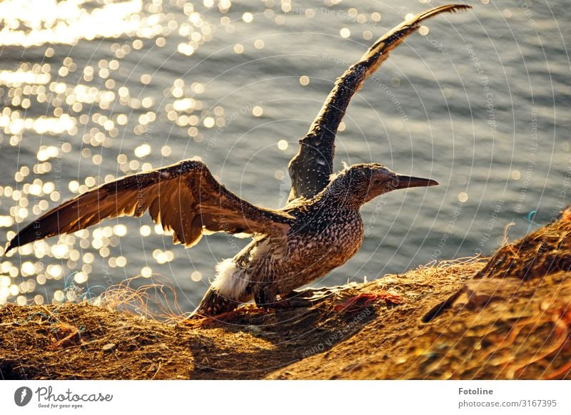 Junger Basstölpel Umwelt Natur Tier Urelemente Erde Wasser Herbst Wetter Schönes Wetter Küste Nordsee Meer Wildtier Vogel Flügel 1 hell nah maritim nass