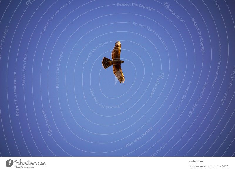 Runden ziehen Umwelt Natur Tier Urelemente Luft Himmel Wolkenloser Himmel Wetter Schönes Wetter Wildtier Vogel Flügel 1 elegant frei hell hoch natürlich blau